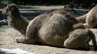 Denver Zoo Dromedary Camel [upl. by Sral]