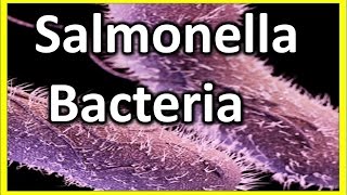 Salmonella  Bacteria  What is Salmonellosis  salmonella symptoms [upl. by Jerome807]