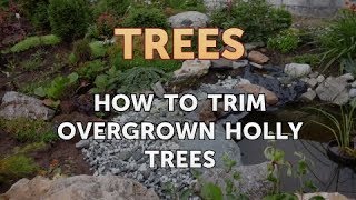 How to Trim Overgrown Holly Trees [upl. by Oinolopa]