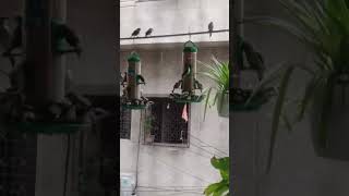 Sweet little Birds Breakfast in rain ablissfullife [upl. by Yesima]