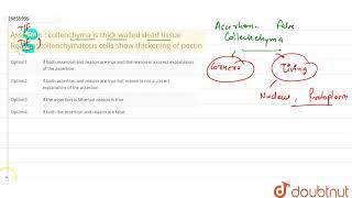 Assertion  collenchyma is thick walled dead tissue Reason collenchymatous cells show thickenin [upl. by Akeihsal]