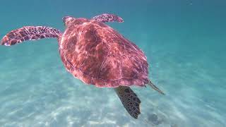 Swimming with Sea Turtles in Akumal Mexico 🇲🇽 [upl. by Kiah]