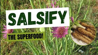 Do You Know That Salsify Is A Superfood [upl. by Hibben]