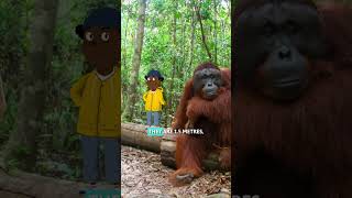 What Is The HEAVIEST TreeDwelling Animal❓ 👁️👄👁️ Orangutan Orangutans Ape Apes primate [upl. by Nadler]