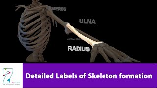 Detailed Labels of Skeleton formation [upl. by Eiralih862]