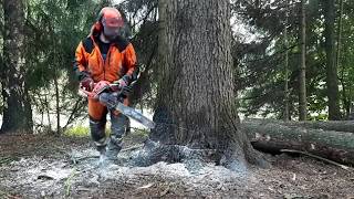 Chainsaw Husqvarna 560XP  THE BEST CHAINSAW THE BEST VIDEO [upl. by Savil299]