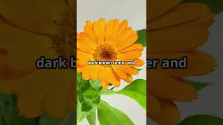 Calendula vs Dandelion 😯 7 Key Differences gardening calendula dandelions [upl. by Romola383]