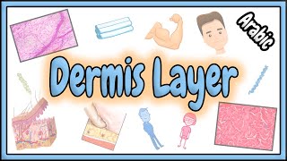 42 Dermis Layer Anatomy  تشريح طبقة الأدمة [upl. by Jsandye738]