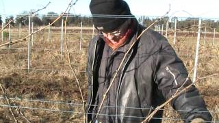 Pruning Chenin blanc vines [upl. by Burgener354]