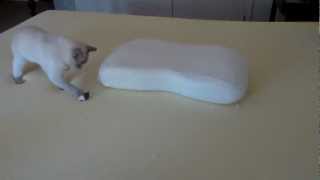 Tonkinese Cat Playing on Memory Foam HD [upl. by Elfont]