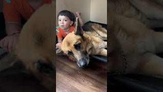 BABY IS IN THE DOG BED shorts funnybaby germanshepherd [upl. by Annawad502]