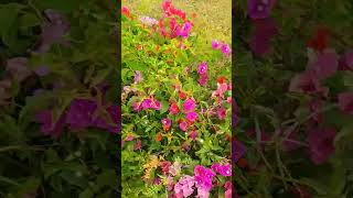 মমতাজের বারা বরি সবাই সনবে golamrabbanibanglawaz ytshorts shortsvideo golamhrabbani waz [upl. by Sileray]