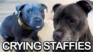 Sniffles to Snacks 2 English Staffies Emotional Rollercoaster [upl. by Ahtaela]