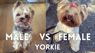 Male Vs Female Yorkie  Yorkie 101 [upl. by Annenn]