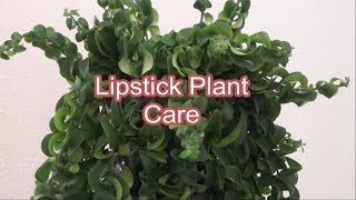 Lipstick Plant Care Tips How to care Lipstick Plant growing and care Aeschynanthus [upl. by Dadelos]