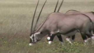 Oryx Gemsbok Antelopes 57 [upl. by Nawyt]