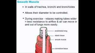 Gaseous Exchange System  Quick A Level Biology Revision [upl. by Bonucci502]