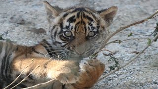 Sumatra Tiger Nachwuchs  Sumatran Tiger Cubs  NaturZoo Rheine 2019 [upl. by Smalley207]