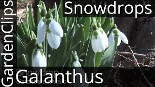 Snowdrops  Galanthus nivalis  snowdrop flower  How to Grow Snowdrops snowdrop [upl. by Hayward]