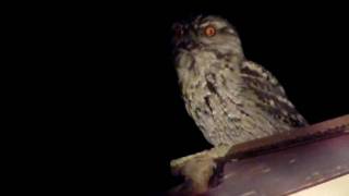 Tawny Frogmouth  Podargus strigoides [upl. by Abad]