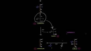 Amino Acid Oxidation Pathways Part 7 of 10  Amino Acids Degraded to SuccinylCoA [upl. by Claudine142]