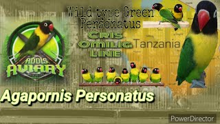 Agapornis Personatus Cris Omilig line Green Perso wild type Belgium line [upl. by Cohin27]