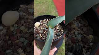 Welwitschia mirabilis 16 months seedling [upl. by Noimad]