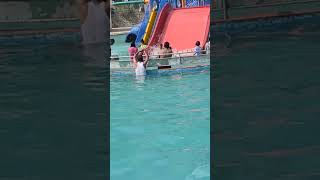 🌊Water Slides at Sentosa Water Park pune waterpark resort swimming summervibes trending [upl. by Ayatnwahs]