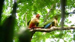 Azuero Parakeet Pyrrhura eisenmanni after copulating [upl. by Eatnuahs264]