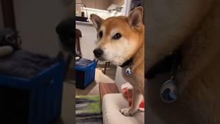 Shiba Tail Mastered Ultra Instinct [upl. by Zabrina]