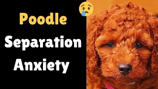 How to Leave your Poodle alone at Home  Poodle Separation Anxiety [upl. by Abeu500]