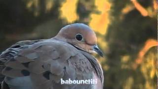 Tourterelles tristes  Mourning Doves Cacouna Québec [upl. by Anitniuq]