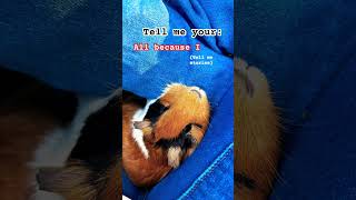 Tell me your All because I in the comments guineapig vent cute music speedversion [upl. by Birdella]