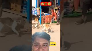 Kutta Billi ki ladai mein Jeet kiski [upl. by Naiva]