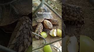 salcutta tortoise enjoys a nice apple for a treat [upl. by Amihc]