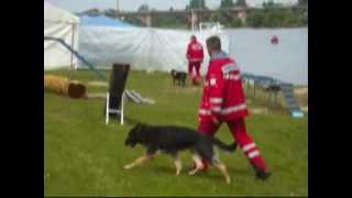 Vorführung Rettungshundestaffel BRH SachsenOst beim Stadtfest Pirna 2010 [upl. by Gastineau300]