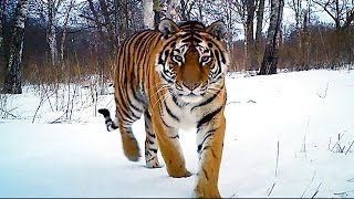 Siberian Tiger Kill  Operation Snow Tiger  BBC Earth [upl. by Manda]