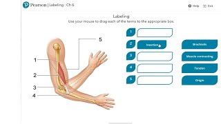 MyLab Medical Terminology [upl. by Braynard]