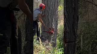 shorts cutting tree down husqvarnachainsaws husqvarna [upl. by Repsihw]