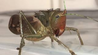 Dragon Head Katydid cleaning his legs [upl. by Ecyak463]