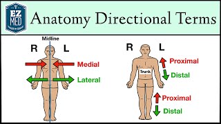 Anatomical Position and Directional Terms Anatomy MADE EASY [upl. by Westberg534]