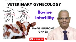 A Vet Gynecologist Uncovers the Astonishing Reason Behind Bovine Infertility [upl. by Vento]