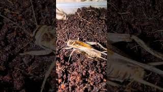 Its hard work giving birth A female Acheta domesticus cricket can lay around 100 eggs per day [upl. by Eirolav]