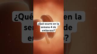 🤔 ¿Qué ocurre en la semana 4 de embarazo 🤰 Síntomas y desarrollo del bebé [upl. by Ahsienal]