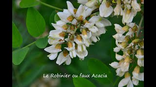 Le Robinier faux acacia un arbre nourricier [upl. by Rotberg172]