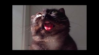 Funny Cats Talking And Yelling Like Humans Compilation 🐾 [upl. by Ailasor359]