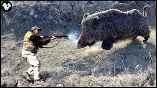 How Farmers Deal With Million Of Wild Boars By Hunting Dog  Wild Boar Attack [upl. by Grory]