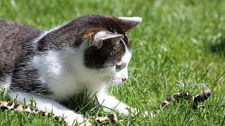 How to Sedate a Cat  Method 2  Using Medication to Sedate Your Cat [upl. by Scharaga]