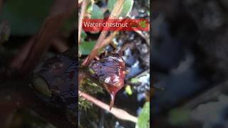 Water chestnut 🌰🌿chestnut garden gardning shortvideo youtubeshorts tropicalfruit waterplants [upl. by Arreyt]