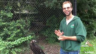 Creature Feature Cinereous Vulture [upl. by Borchert]